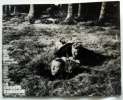 6 movie stills from THE GREAT ESCAPE (1963)