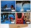 12 photos d'exploitation du film FLIPPER (1996)